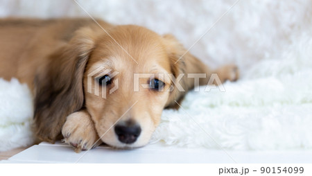 仔犬　カニンヘンダックスフンド 90154099
