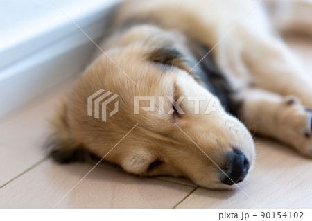 仔犬 カニンヘンダックスフンド 仔犬 カニンヘンダックスフンド 90154102