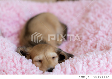仔犬 カニンヘンダックスフンド 仔犬 カニンヘンダックスフンド 90154112