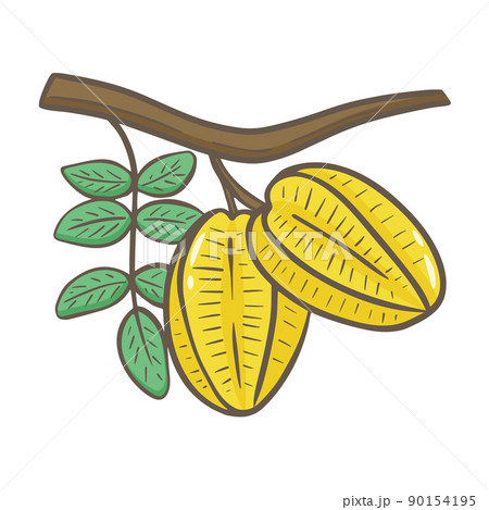 Carambola fruit on branch with leaves hand drawn illustration 90154195