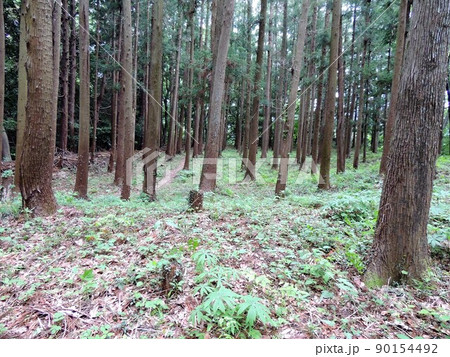 青山城 本郭跡 青山城 本郭跡 90154492
