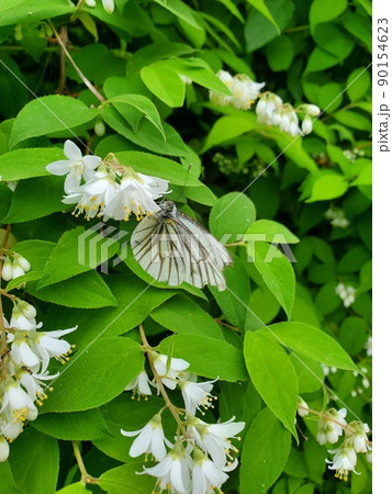 花の蜜を吸うモンシロチョウ 花の蜜を吸うモンシロチョウ 90154623