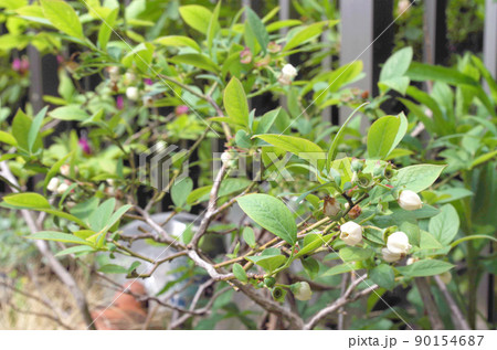 ブルーベリーの花 90154687