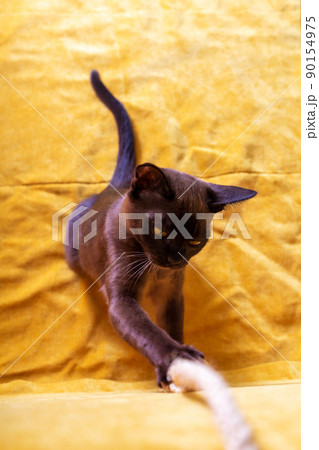 Playful burmese kitten playing with rope. Vertical. 90154975