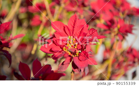 Red poinsettia euphorbia pulcherrima flower blossom flowering plant 90155339