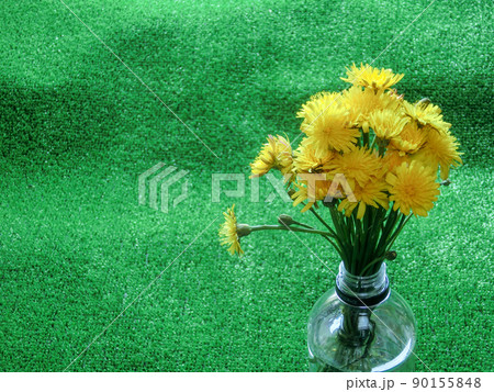 人工芝の上のペットボトルに入れたブタナ(タンポポモドキ)の花束のアップ 人工芝の上のペットボトルに入れたブタナ(タンポポモドキ)の花束のアップ 90155848