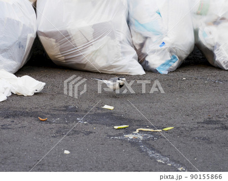 荒らされたごみ集積所 90155866
