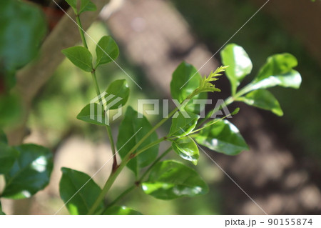 新緑シマトネリコの葉 新緑シマトネリコの葉 90155874