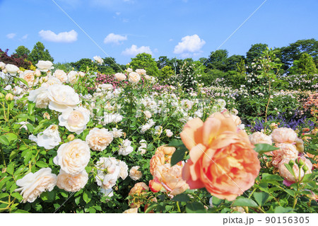 松阪農業公園ベルファーム　バラ満開のイングリッシュガーデン 90156305