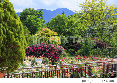 松阪農業公園ベルファーム　バラ満開のイングリッシュガーデン 90156306