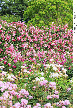 松阪農業公園ベルファーム　バラ満開のイングリッシュガーデン 90156307