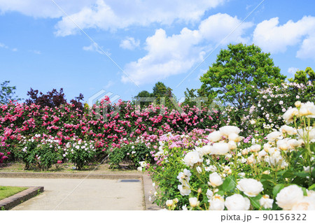 松阪農業公園ベルファーム　バラ満開のイングリッシュガーデン 90156322