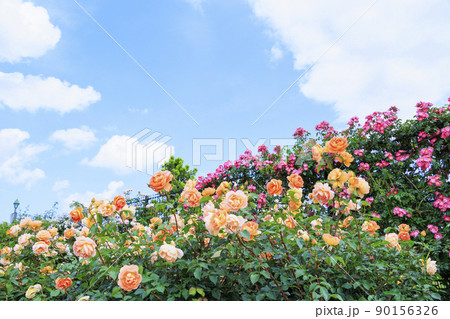 松阪農業公園ベルファーム　バラ満開のイングリッシュガーデン 90156326