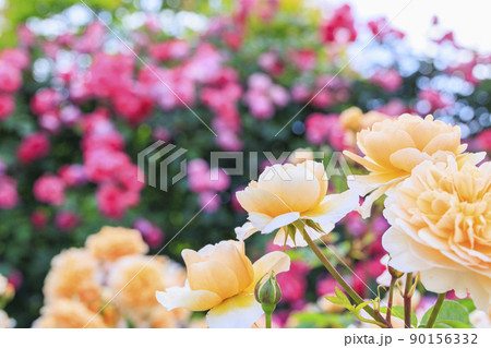 松阪農業公園ベルファーム　バラ満開のイングリッシュガーデン 90156332