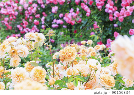 松阪農業公園ベルファーム　バラ満開のイングリッシュガーデン 90156334