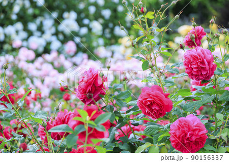 松阪農業公園ベルファーム　バラ満開のイングリッシュガーデン 90156337