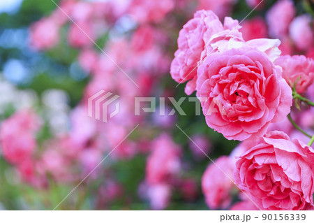 松阪農業公園ベルファーム　バラ満開のイングリッシュガーデン 90156339