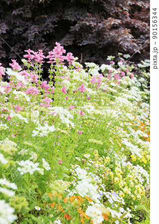 松阪農業公園ベルファーム バラ満開のイングリッシュガーデン 松阪農業公園ベルファーム バラ満開のイングリッシュガーデン 90156344