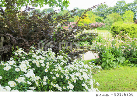 松阪農業公園ベルファーム　バラ満開のイングリッシュガーデン 90156356