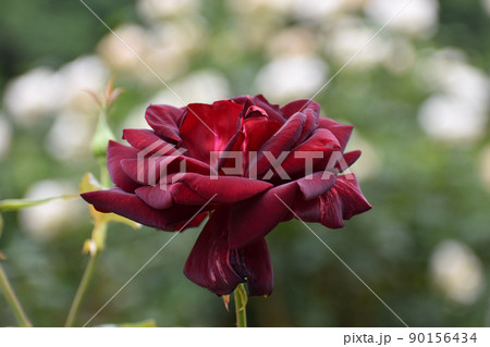 あでやかな深紅の春のバラ 90156434