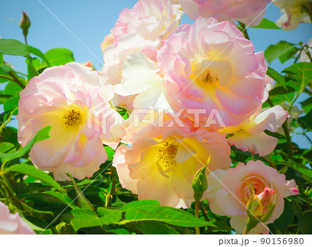 マチルダ 90156980