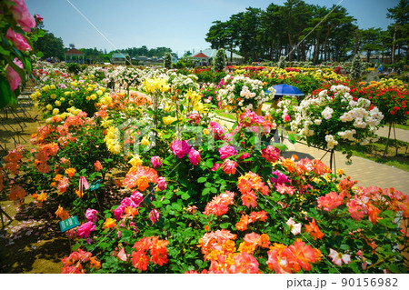 仏、欧米のバラ花壇 90156982