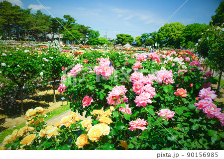 敷島バラ園5 90156985