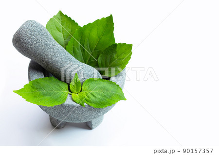 Tree Basil (Ocimum gratissimum) in mortar with pestle on white 90157357