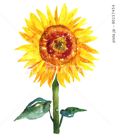 夏の向日葵 水彩イラストのイラスト素材