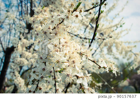 Beautiful white flowers of cherry tree. 90157637