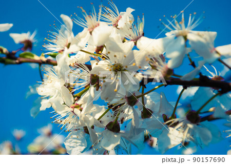 Fresh spring beautiful flowers of the cherry tree. Fresh spring beautiful flowers of the cherry tree. 90157690