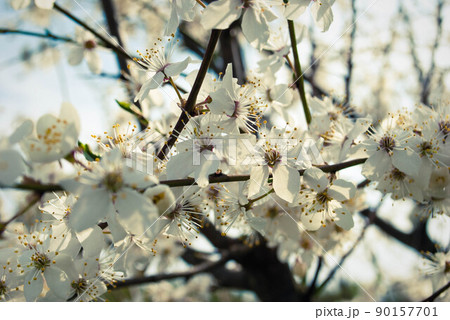 Beautiful white flowers of cherry tree. 90157701