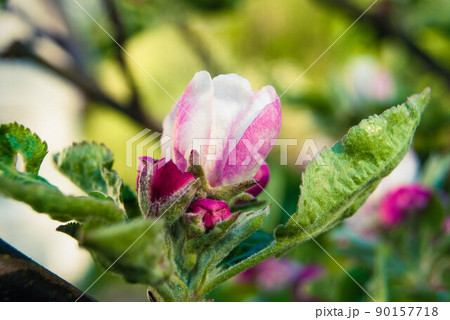 Pink apple flowers, beautiful spring background. 90157718