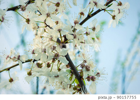 Fresh spring beautiful flowers of the cherry tree. Fresh spring beautiful flowers of the cherry tree. 90157755