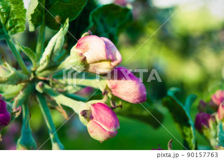 Fresh spring beautiful flowers of the apple tree. 90157763