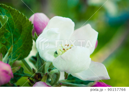 Beautiful pink apple flowers, spring background. Beautiful pink apple flowers, spring background. 90157766