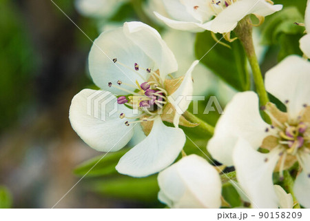 Fresh beautiful flowers of the apple tree. Fresh beautiful flowers of the apple tree. 90158209
