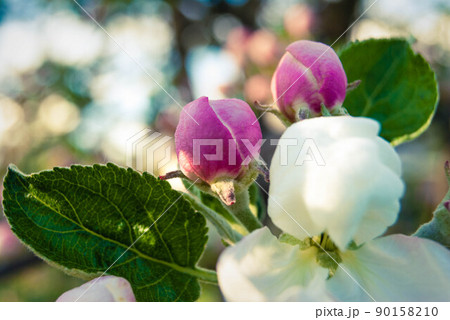 Fresh spring beautiful flowers of the apple tree. Fresh spring beautiful flowers of the apple tree. 90158210