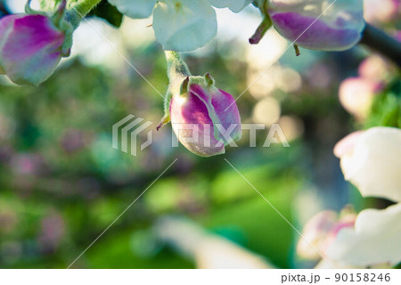 Fresh spring beautiful flowers of the apple tree. 90158246