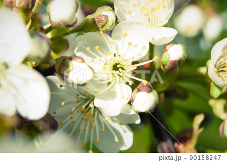 Fresh spring beautiful flowers of the cherry tree. Fresh spring beautiful flowers of the cherry tree. 90158247