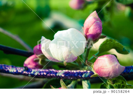 Fresh spring beautiful flowers of the apple tree. 90158264