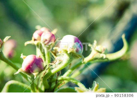 Pink apple flowers, beautiful spring background. 90158306