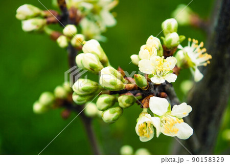 Cherry flowers, beautiful spring background. Cherry flowers, beautiful spring background. 90158329