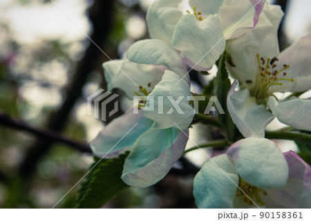 Fresh beautiful flowers of the apple tree. 90158361