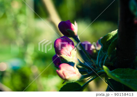 Beautiful pink apple flowers, spring background. Beautiful pink apple flowers, spring background. 90158413