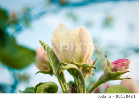 Fresh beautiful flowers of the apple tree. Fresh beautiful flowers of the apple tree. 90158431