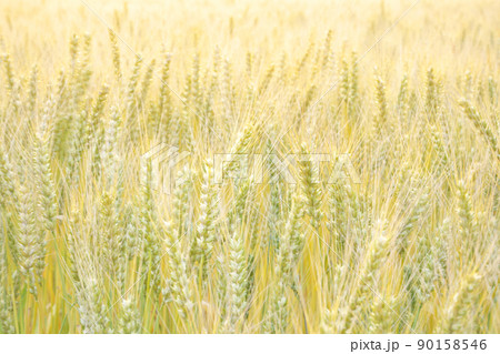 収穫前の大麦の穂3 岡山県岡山市東区 収穫前の大麦の穂3 岡山県岡山市東区 90158546