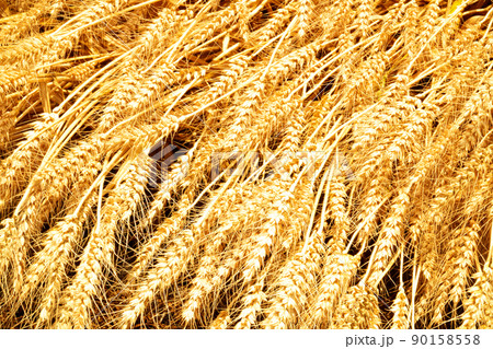 並んだ収穫期のオオムギの穂4　岡山県岡山市東区 90158558