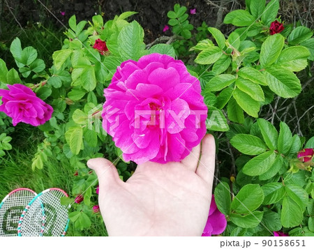 Bright lush fragrant blooming pink wild rose, rosehip flower 90158651