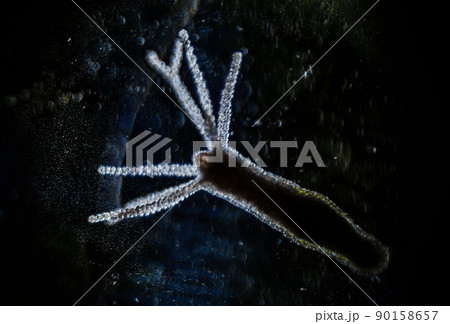 Hydra vulgaris on darkfield under a light microscope, freshwater hydra taken from the pond 90158657